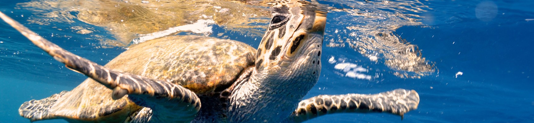 Day Trip to Abu Galum - Snorkelling