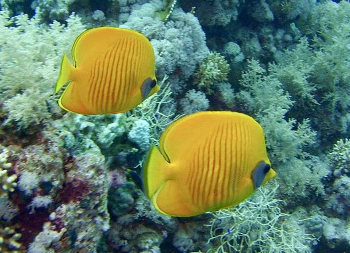 Snorkelling Sharm El Sheikh 