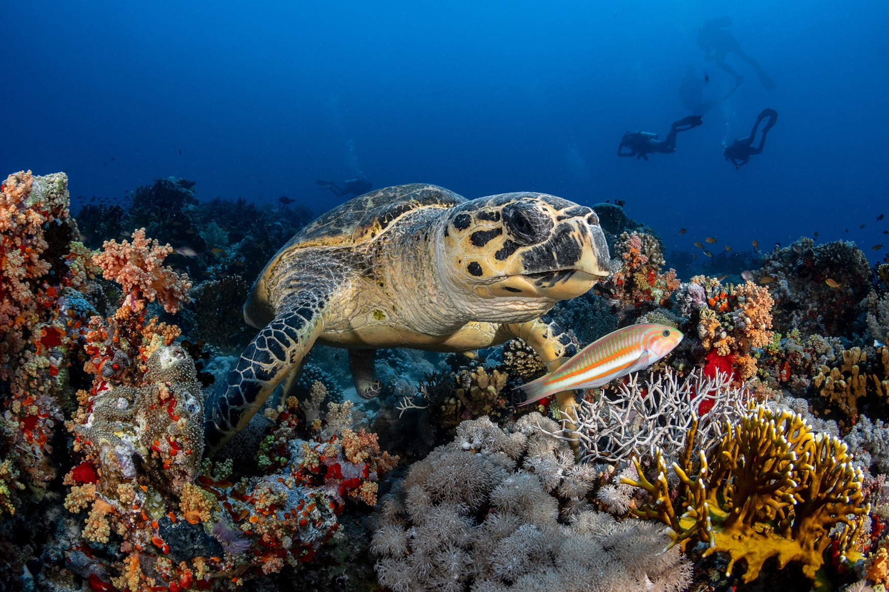 Diving in Sharm El Sheikh