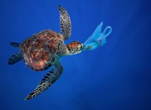SCHÜTZEN SIE DIE OCEANE – WARUM PLASTIK DIE OCEANE TÖTET