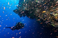 Tauchen in Sharm El Sheikh entdecken: Ein Leitfaden für alle Niveaus