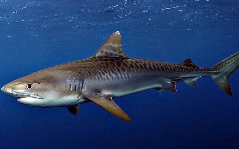 Tijgerhaaien: de gestreepte roofdieren van de zee