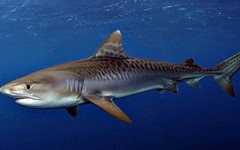 Tiger Sharks: The Striped Predators of the Sea