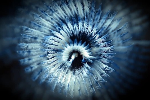 PADI Digital Underwater Photographer